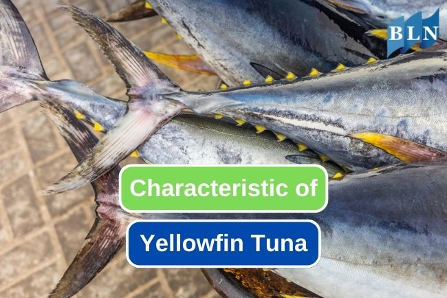 Impressive Physical Characteristics of Yellowfin Tuna